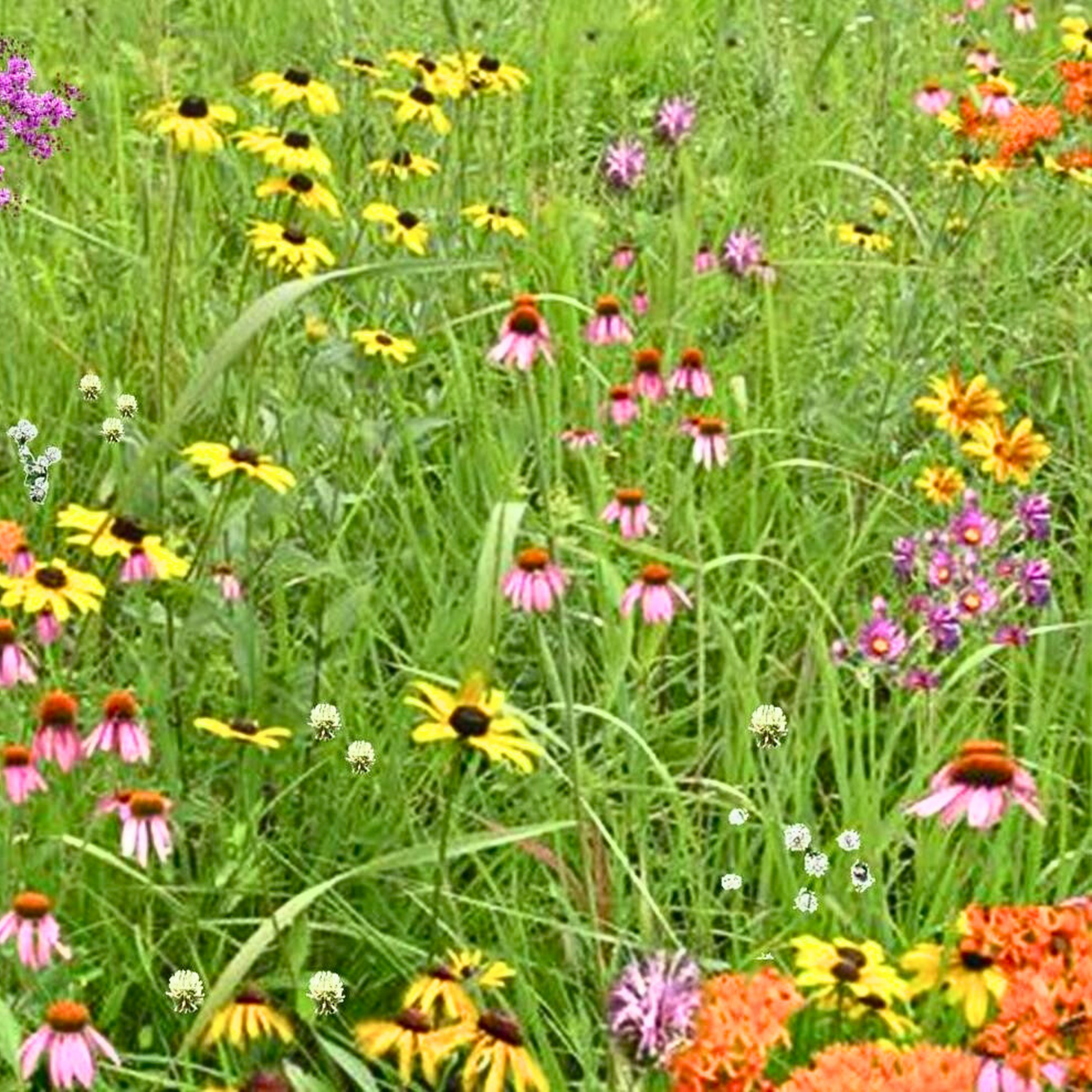 Wildflower Seed Mix for Bees and Pollinators
