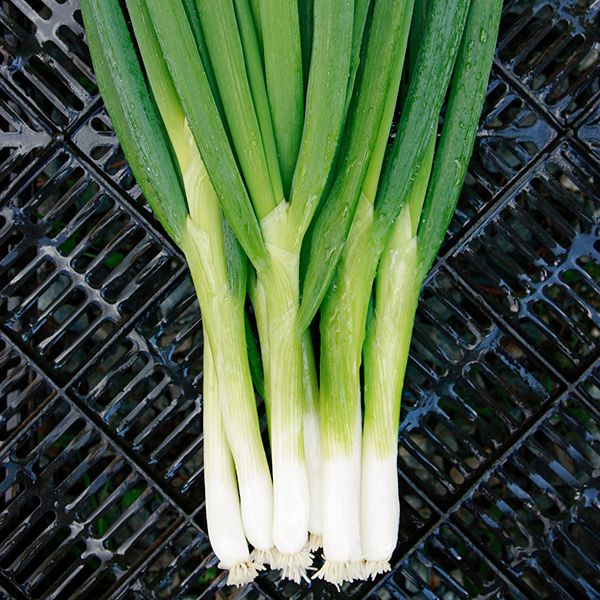 Parade Bunching Onion