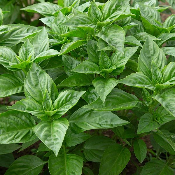 Rutgers Obsession Basil