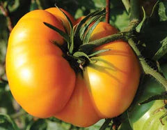 Brandywine Yellow Tomato