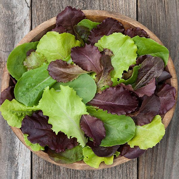 Yankee Hardy Blend Lettuce