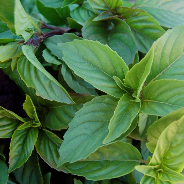 Sweet Thai Basil