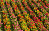 250 Mixed Colors Common GARDEN ZINNIA Elegans Flower Seeds