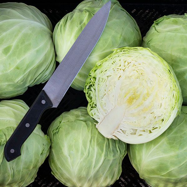 Farao F1 Cabbage