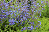 100 BLUE ITALIAN ALKANET Anchusa Capensis Flower Seeds