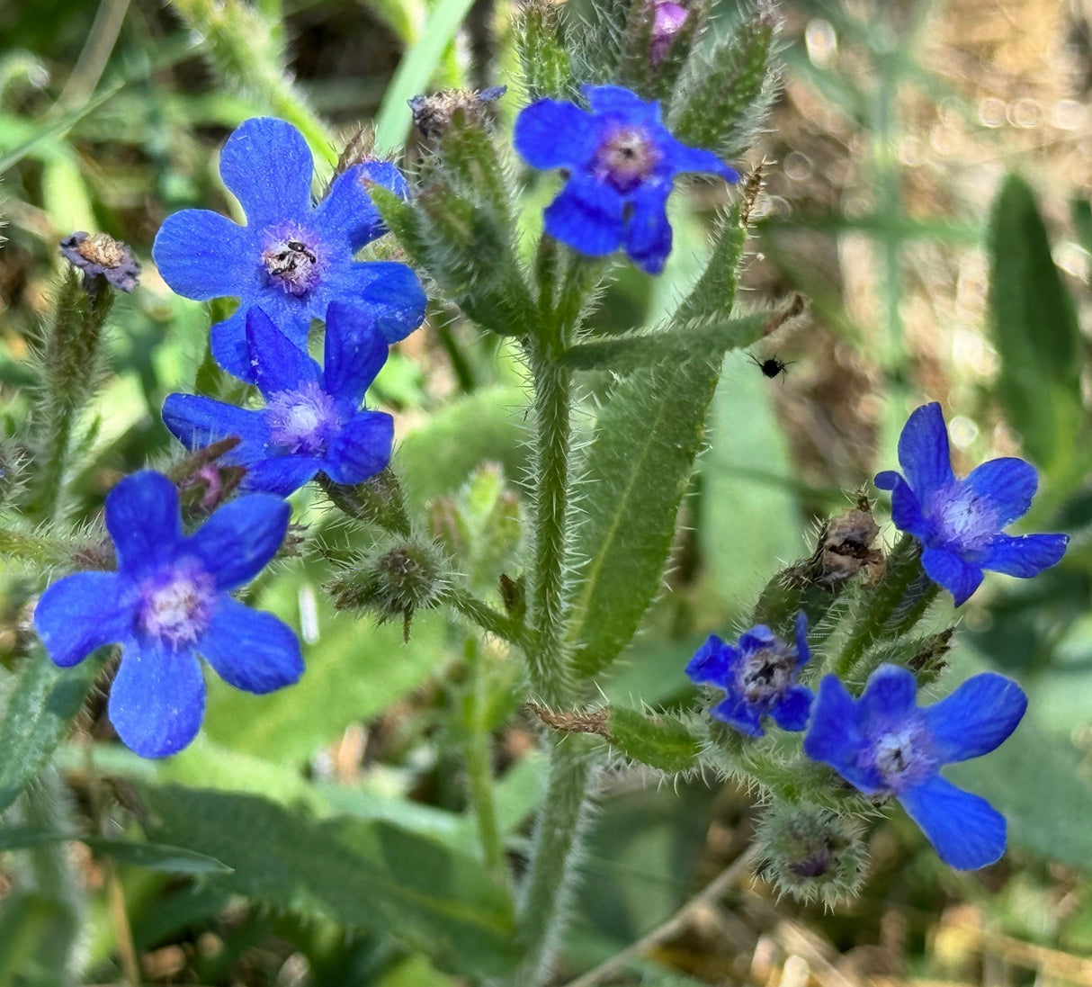 100 BLUE ITALIAN ALKANET Anchusa Capensis Flower Seeds