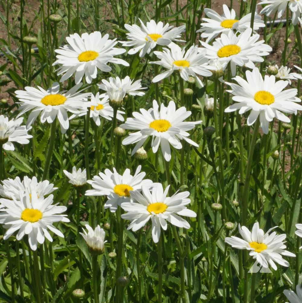 Shasta Daisy-Alaska