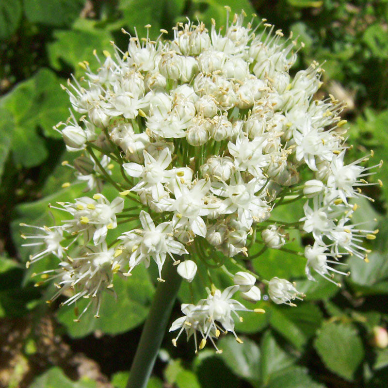 Organic Chives, Garlic