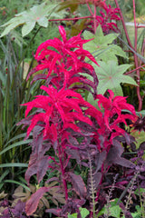 100 Tricolor EARLY SPLENDOR AMARANTHUS Hypochondricus Flower Seeds