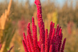 100 Tricolor EARLY SPLENDOR AMARANTHUS Hypochondricus Flower Seeds