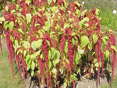 Love-Lies-Bleeding Amaranth