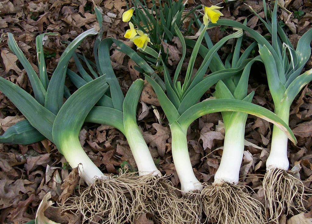 American Flag (Broad London) Leeks