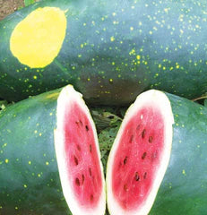 Amish Moon And Stars Watermelon