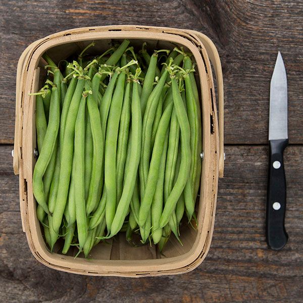 Antigua Bush Bean