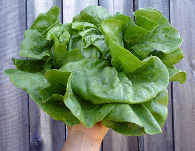 Anuenue Lettuce