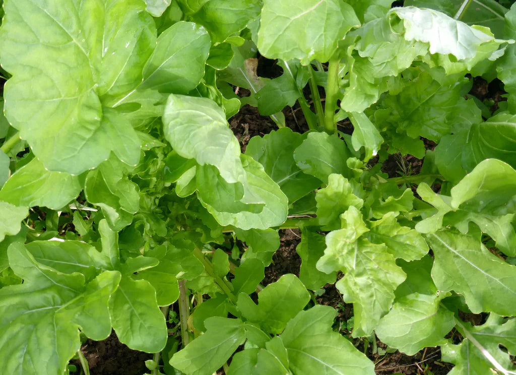 Arugula