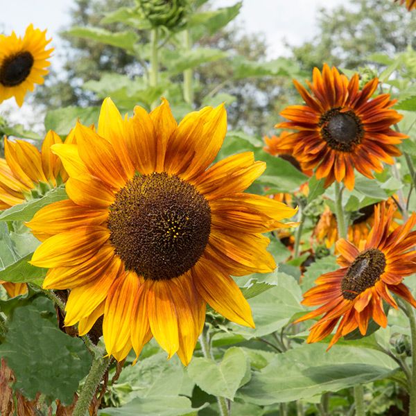 Autumn Beauty Sunflowers