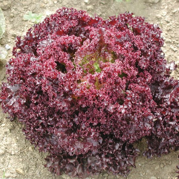 Dark Lollo Rossa Lettuce