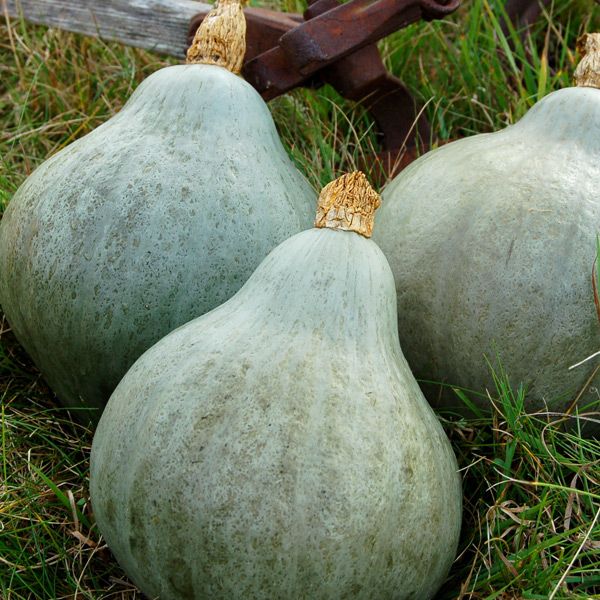 Baby Blue Hubbard Squash