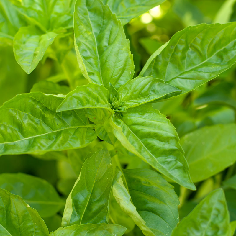 Organic Basil, Sweet (pack)