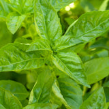 Organic Basil, Sweet (pack)