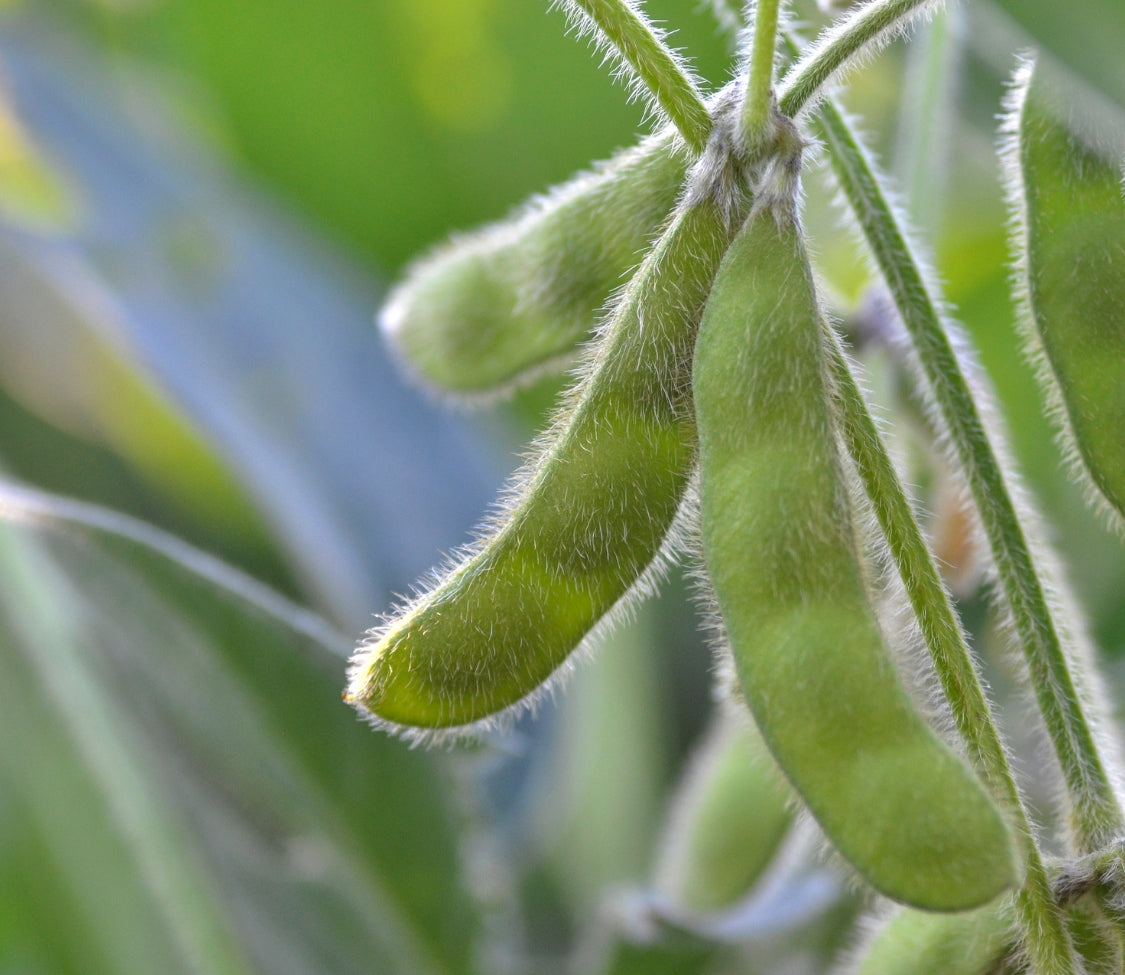 Shurofumi (Edamame) Soybean (Bush)