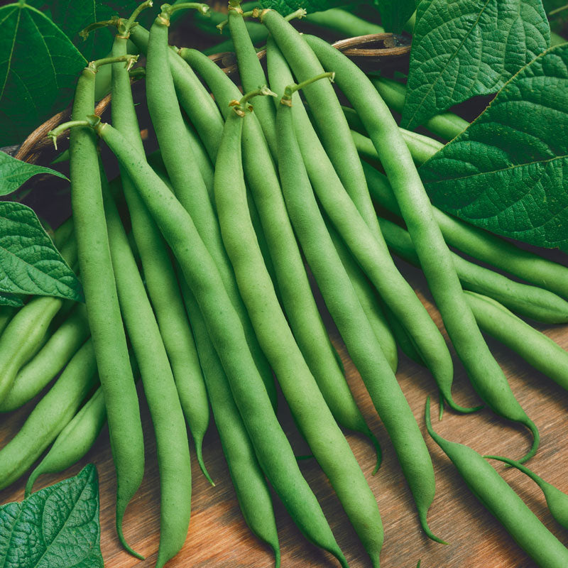 Provider Bush Bean Seeds (Organic)