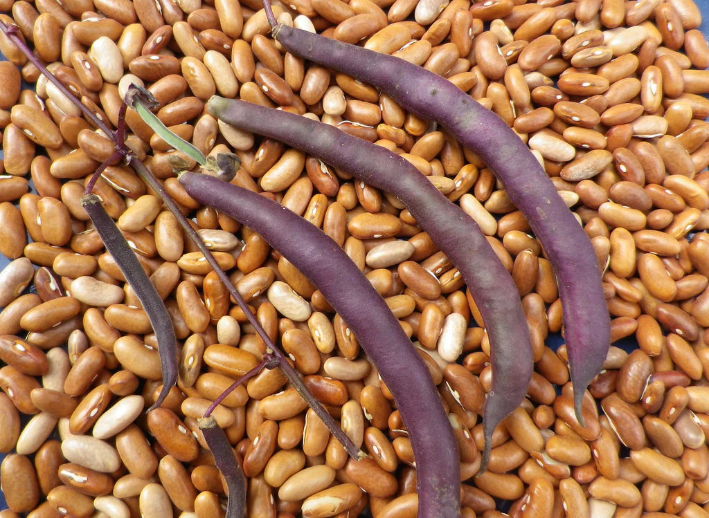 Royalty Purple Pod Beans