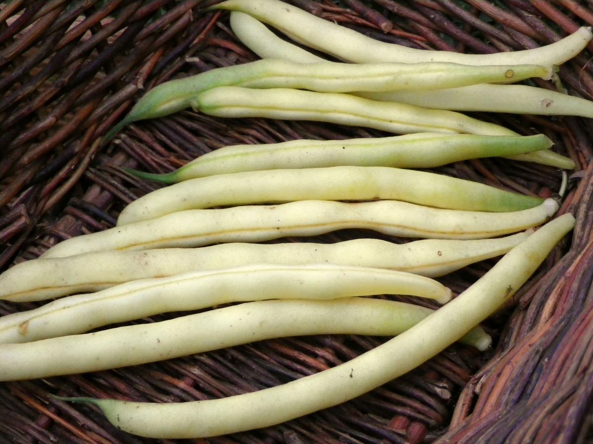 Gold Rush Yellow Wax Bush Snap Bean