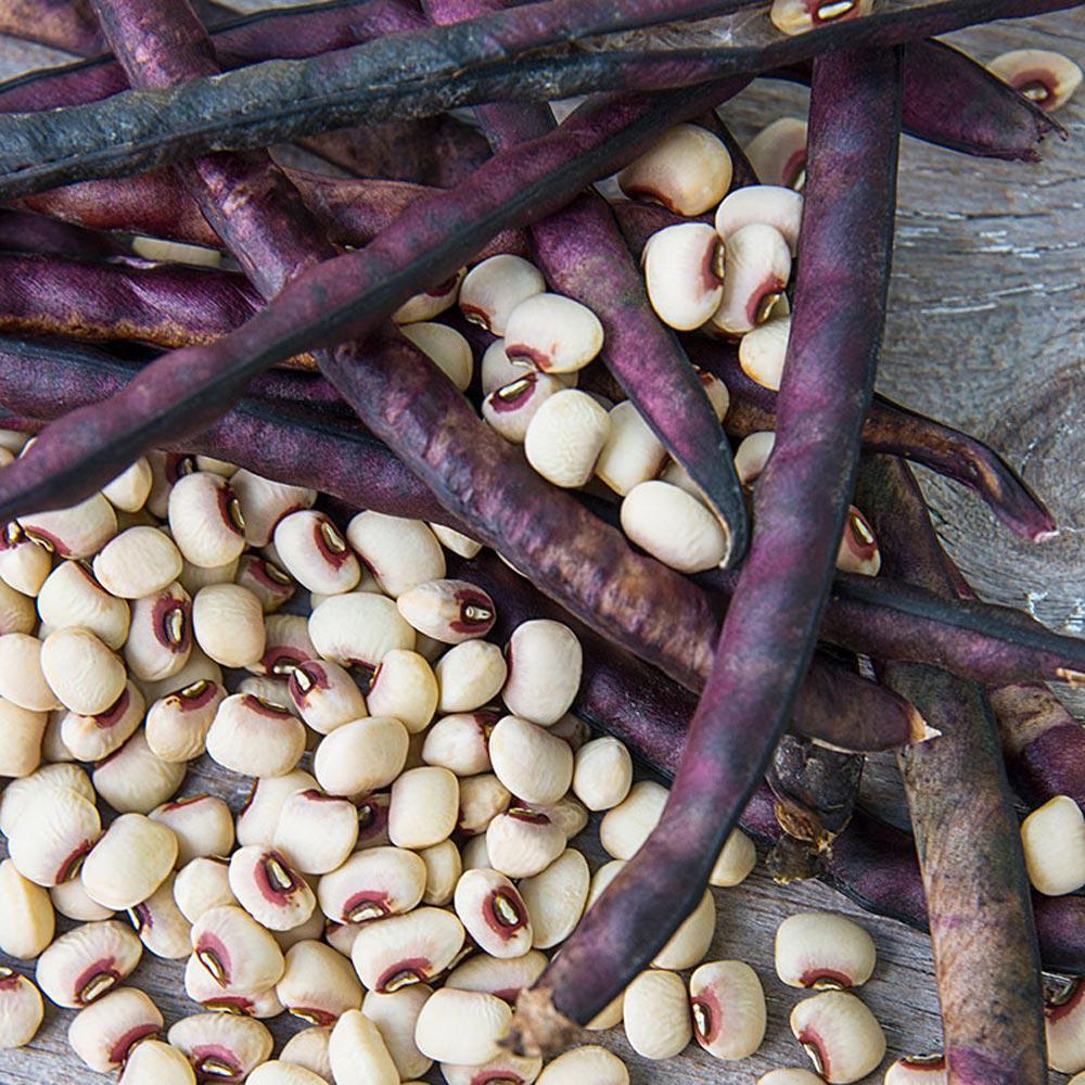 Purple Hull Bean (Bush)