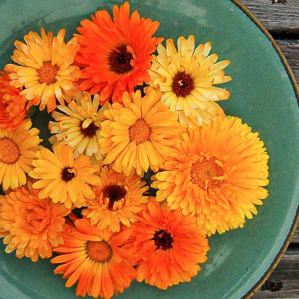 Pacific Beauty Calendula