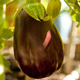 Black Beauty Eggplant