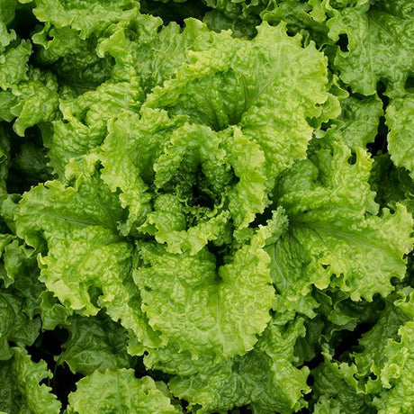 Black Seeded Simpson Lettuce