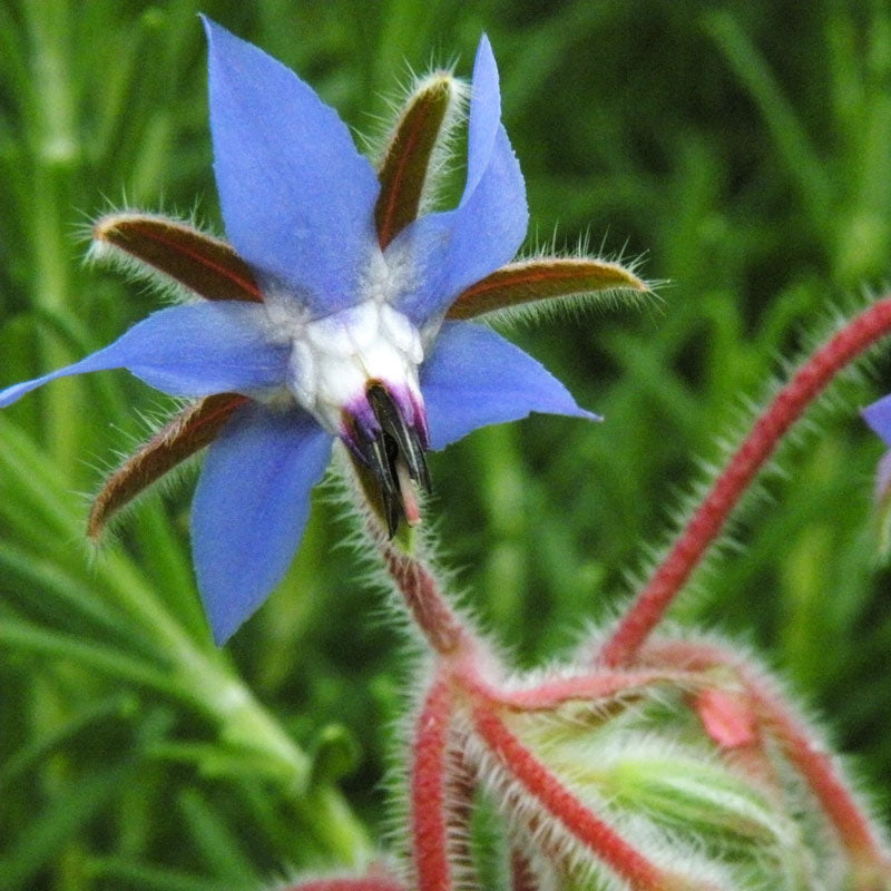 Organic Borage