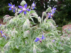 Borage