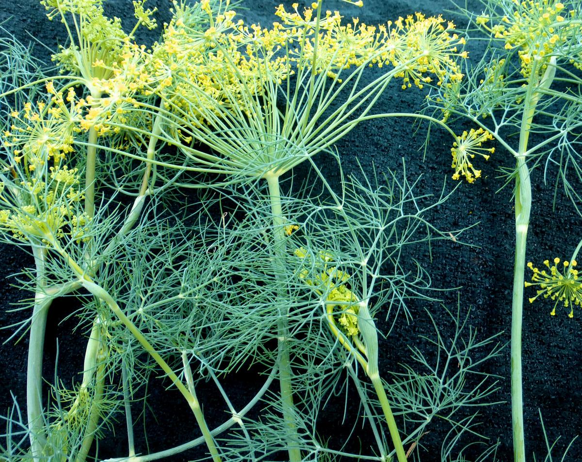 Bouquet, Dill