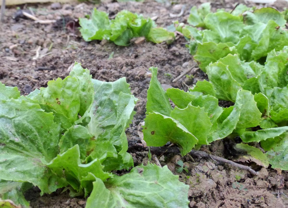 Broad-Leaved Batavian Endive (Full Heart Escarole)