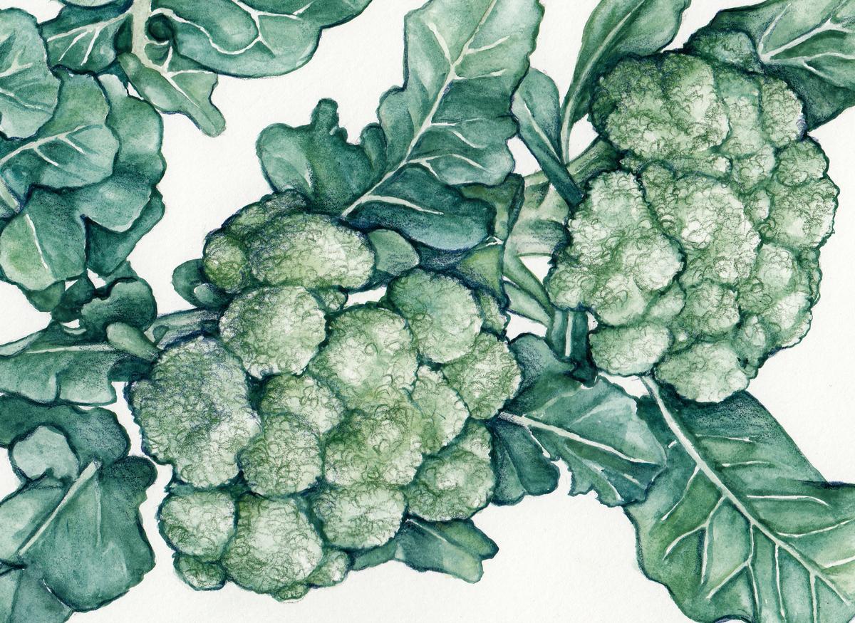 Calabrese (Ital. Green Sprouting)