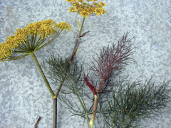 Bronze Fennel