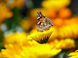 250 YELLOW DAISY Chrysanthemum Multicaule Mini Marguerite Flower Seeds