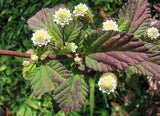 100 AZTEC SWEET HERB aka Honeyherb, Lippia, Mayan Mint, Dulce Buttons. Lippia Dulcis Phyla White Flower Seeds