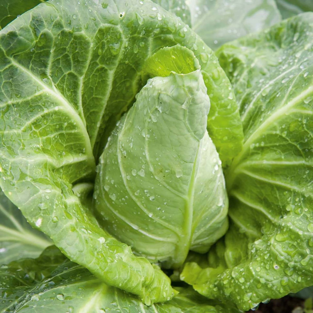 Charleston Wakefield Cabbage