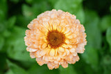 20 ZEOLIGHTS CALENDULA Officinalis MARIGOLD Flower Seeds Zeolight Coral Peach Apricot Pink