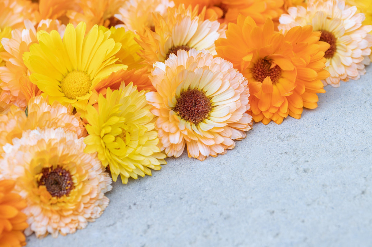 20 ZEOLIGHTS CALENDULA Officinalis MARIGOLD Flower Seeds Zeolight Coral Peach Apricot Pink