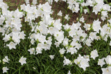 500 White PEACH LEAVED BELLFLOWER Campanula Persicifolia Flower Seeds