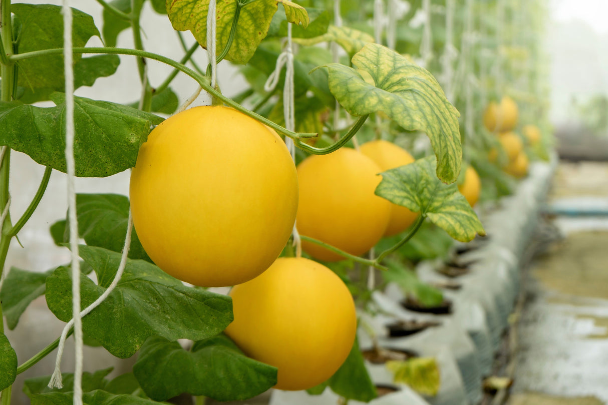 25 KOLKHOZNITSA MELON Collective Farm Woman Cucumis Melo Russian Fruit Seeds