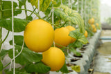 25 KOLKHOZNITSA MELON Collective Farm Woman Cucumis Melo Russian Fruit Seeds