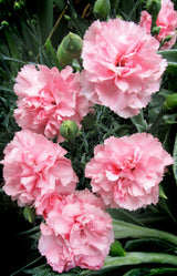 100 RAINBOW CARNATION Mix Mixed Colors Dianthus Caryophyllus Flower Seeds