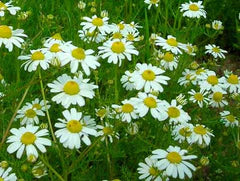 German Chamomile