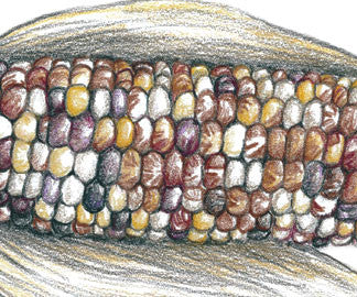 Cherokee Long Ear Small Corn